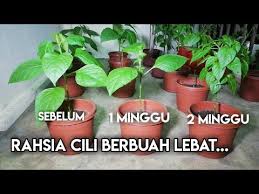 Dugang desa putra (rkt), jalan sungai merab, 43000 kajang, selangor. Rahsia Pokok Cili Berbuah Lebat Cantas Pucuk Cili Segmen Jom Berkebun Episod 5 Tv636 Youtube Di 2021 Kebun Kecil Kebun Buah