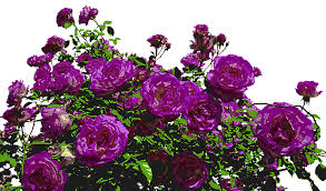 Plantas anuales grandes y medianas. Rosas La Naturaleza Dibujo Imagen Gratis En Pixabay Jardines Con Flores Flores Jardin De Flores
