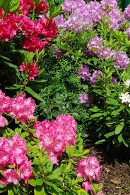 Solitarpflanzen Pflanzen Schreibt Man Nicht Nur Dekorative Funktionen Zu Sondern Auch Praktische Garten Landschaftsbau Pflanzen Landschaftsbau