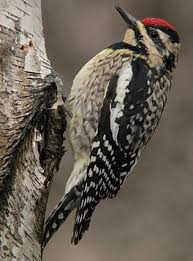 Shop devices, apparel, books, music & more. Yellow Bellied Sapsucker Wetaskiwin County Ab Official Website