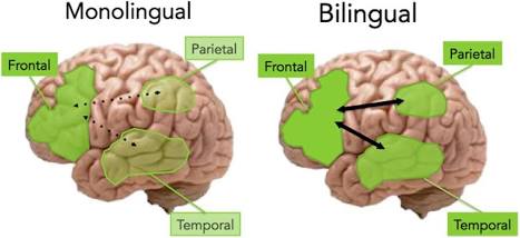 Diferencias de conectividad cerebral entre cerebros monolingües y bilingües, AI generated