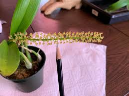 Image result for Liparis caespitosa