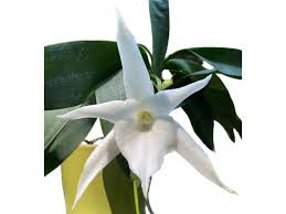Image result for Angraecum
