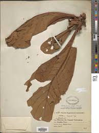 Image result for Anthocleista vogelii