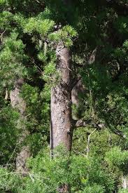 Image result for Afrocarpus falcatus