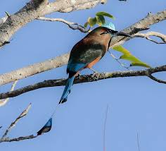 Birds That Start With Letter A 10 Fashionable Animals Whose Names Starts With The Letter M Motmot Animals Pet Snake Pets