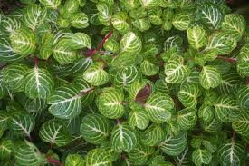 Image result for Iresine