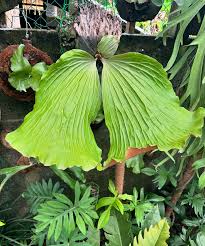 Image result for Platycerium elephantotis