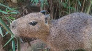La capibara es el mayor roedor del mundo. Ogarenda El Carpincho El Roedor Mas Grande Del Mundo Facebook
