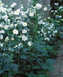 Anemone Japonica Witte Bloemen Tuin Landelijketuin Ideeen Gardendeco Gartendeco Ideas Tuininrichten Landelijk Achtertui Tuin Tuinplanten Tuinplanning