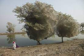 In 2016, when leslie anne schmidt and her partner went to a park in australia to catch a pokemon, they found it covered in spiderwebs. Trees Cocooned In Spider Webs An Unexpected Side Effect Of The Flooding In Sindh Pakistan Amazing Nature Natural Phenomena Pakistan