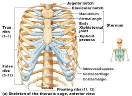 How to draw a rib cage really easy drawing tutorial. Human Organ Diagram Back And Front View 101 Diagrams