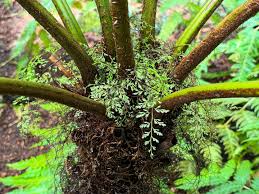 Image result for Cyathea capensis