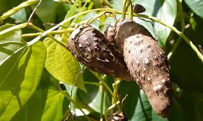 Image result for Dioscorea alata