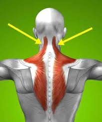 Pin On Muscle Anatomy