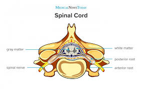 The backbone of dna is based on a repeated pattern of a sugar group and a phosphate group. Spinal Cord Anatomy Functions And Injuries