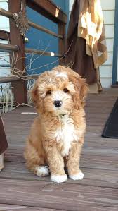 Adorable 3 Cjs Sevimli Kopek Yavrulari Goldendoodle Sevimli Hayvan Yavrulari