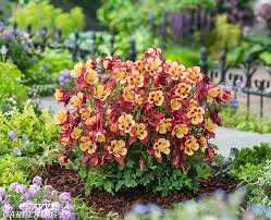 Expert florists such as canada flowers, teleflora flowers, ftd flowers and many more beautiful blooms. New Plants For 2021 Gardens Eye Catching Annuals And Perennials