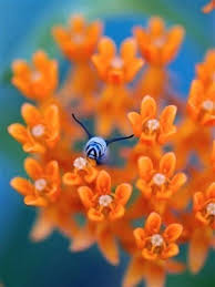 Il Colore E Poesia Dell Anima Fiori Bellissimi Fiori Natura