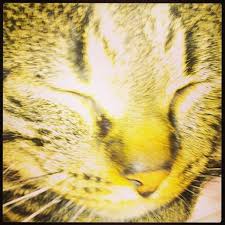Simba Le Chat Hihi In 2020