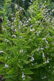 Image result for Lobelia trullifolia