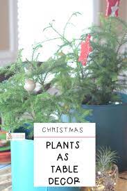 Decorating With House Plants On The Christmas Table Christmas Table Decorations Christmas Table Christmas Plants