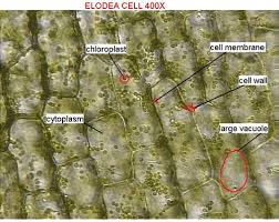Check spelling or type a new query. Botany Lab Practical Flashcards Quizlet