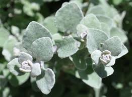 Image result for Helichrysum polioides