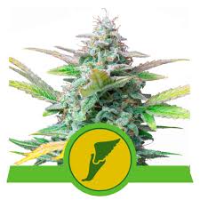 Maybe you would like to learn more about one of these? Quick One Cannabis Seeds Royal Queen Seeds