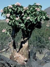 This plant has low severity poison characteristics. 50 Adeniums Ideas Adenium Desert Rose Plants