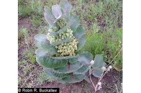 Plants Profile For Asclepias Latifolia Broadleaf Milkweed