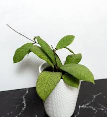 Image result for Chlorophytum amplexicaule