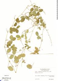 Image result for Desmodium scorpiurus
