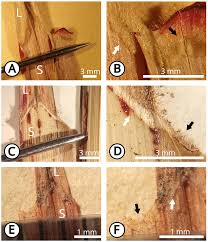 Image result for Scleria schimperiana