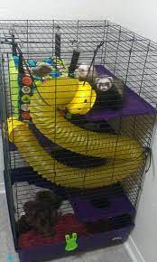 Majestic 25 Best Ferret Cages Https Meowlogy Com 2018 03 31 25 Best Ferret Cages Ferrets Need Large Cages Preferably Wit Ferret Cage Ferret Toys Ferret Diy