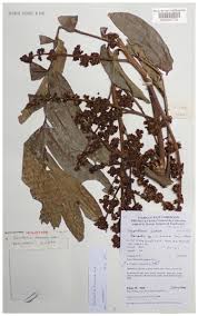 Image result for Deinbollia sp. A