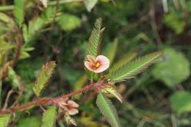 Image result for Aeschynomene cristata