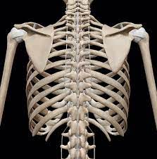 A rib has a flat body, as you can see from the picture of the anatomy of the human rib cage. 3d Skeletal System Bones Of The Thoracic Cage