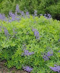 Baptisia How To Grow False Indigo Garden Design Perennial Plants Indigo Plant Garden Design