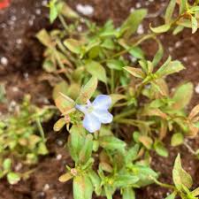 Image result for Lobelia thermalis