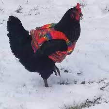 gestrickte huhn pullover extra warm wolle mischung henne etsy warm etsy animals