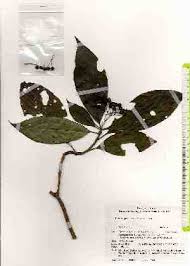 Image result for Tarenna junodii