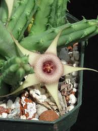 Image result for Huernia procumbens