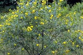 Image result for Hypericum