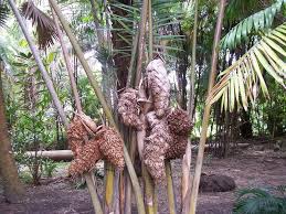 Image result for Raphia ruwenzorica