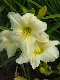 Garden Adventurer: Night-lilies - Cary Magazine