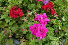 Image result for Pelargonium domesticum round-leaved bushy