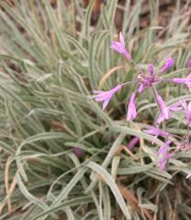 Image result for Tulbaghia cameronii