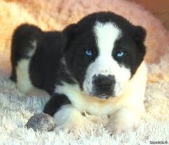 pin by angelina casetta on sredneaziatskaya ovcharka central asian shepherd dog kangal dog alabai dog central asian ovcharka