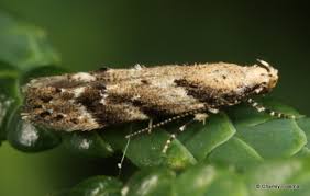 Image result for argyresthia thuiella thuja symptoms
